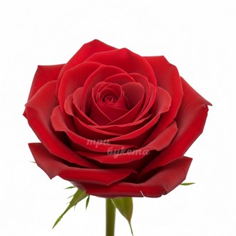 Красная российская роза